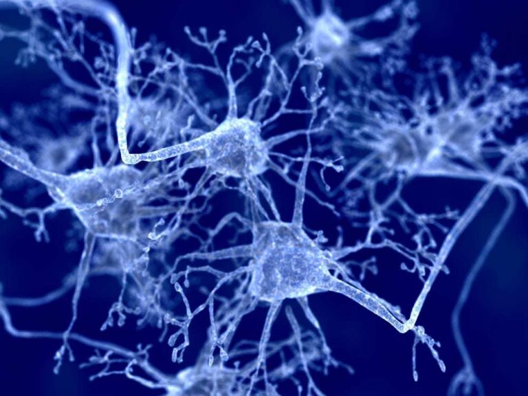 Scientific illustration of neurons