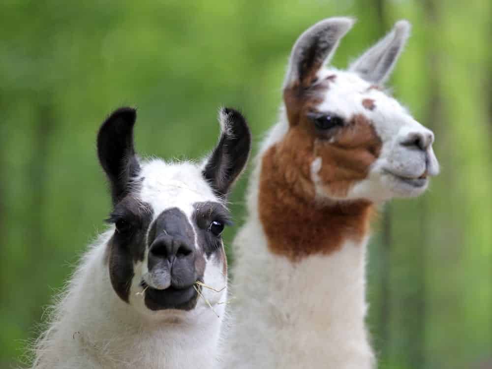 Two llamas, one in focus, green background
