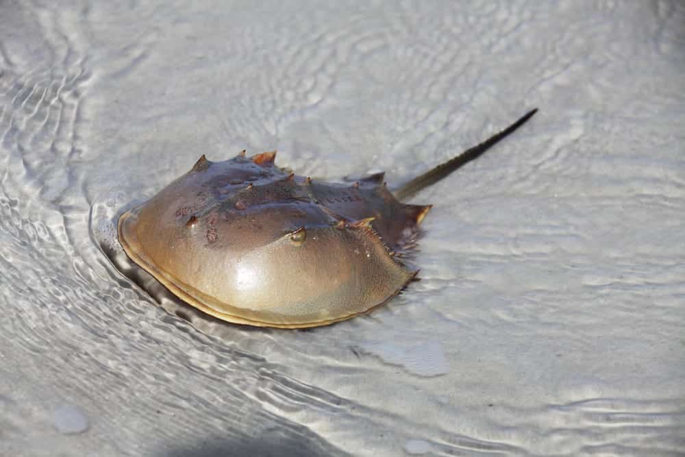 Horseshoe crab in shallow water