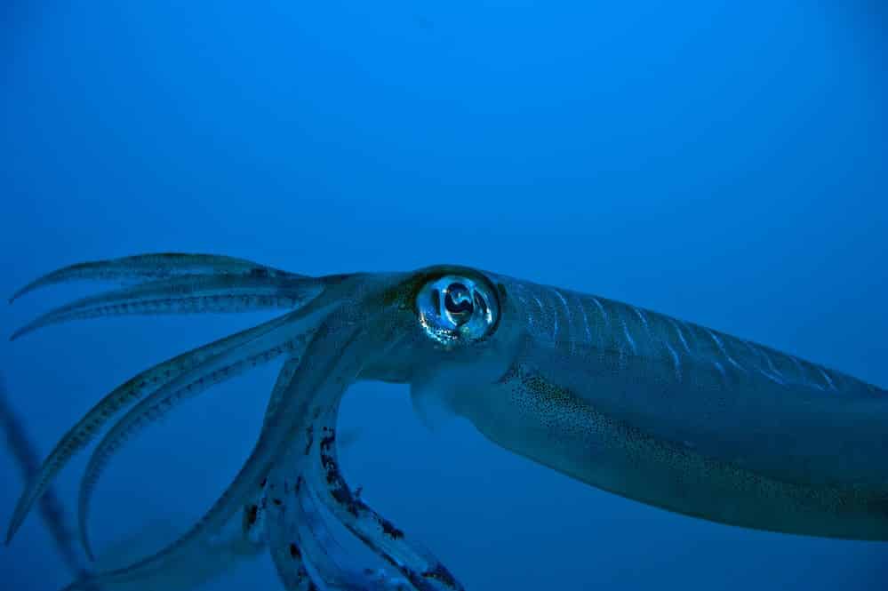 Close-up of squid swimming in ocean
