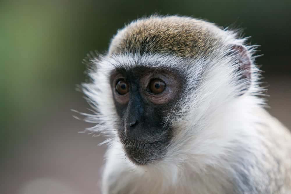 Close-up of green monkey, also called vervet monkey