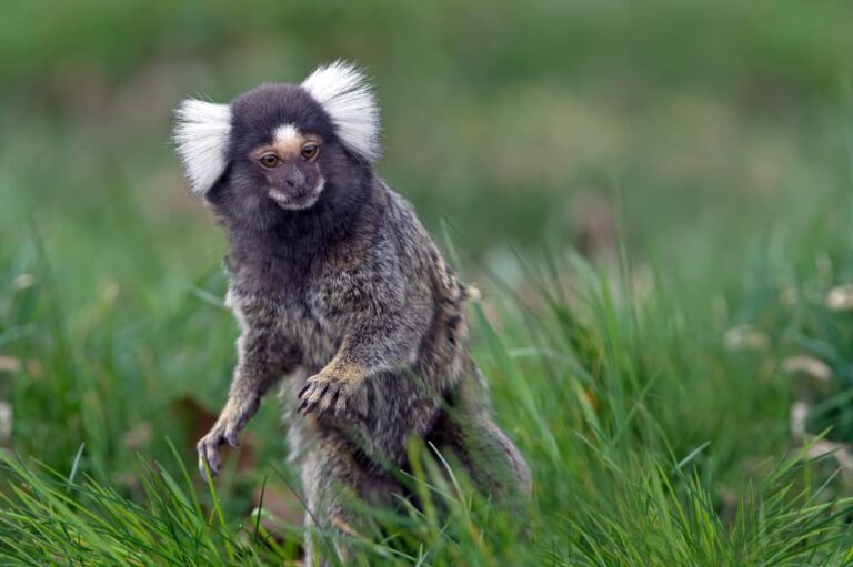 Marmoset (Callithrix Jacchus)