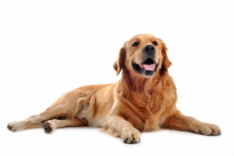 purebred golden retriever laid down in front of a white background