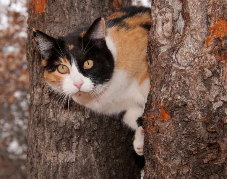 Calico cat peeking through two tree trunks