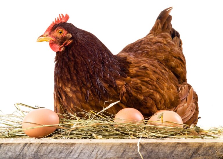 Hen in hay with eggs on white background