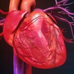 Human heart graphic