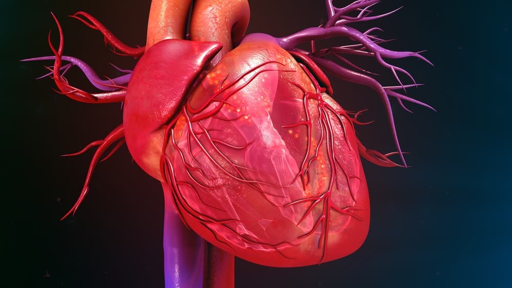 Human heart graphic