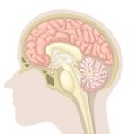 Graphic median section of human brain