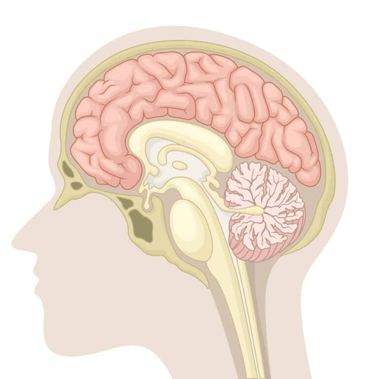 Graphic median section of human brain