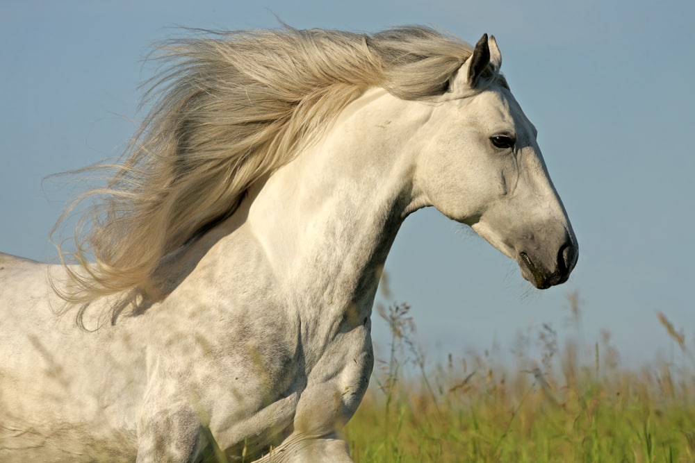 White horse running in a field