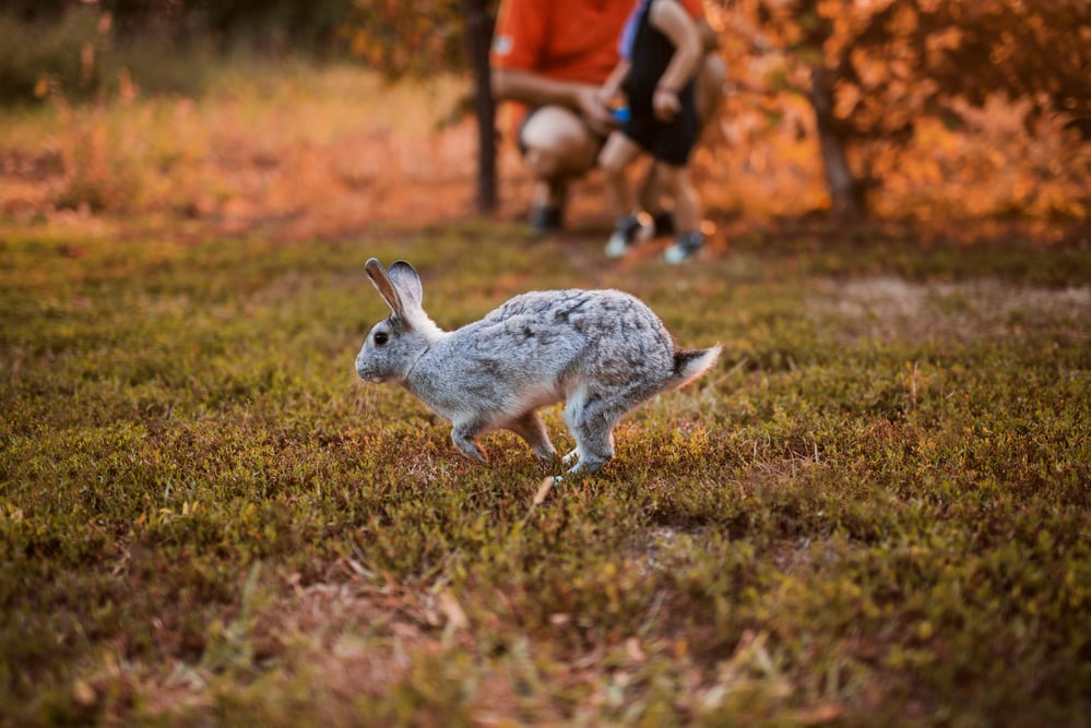 Rabbit jumping in grass, two people in background