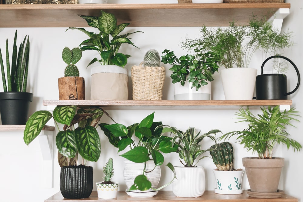 Variety of houseplants on two wooden shelves