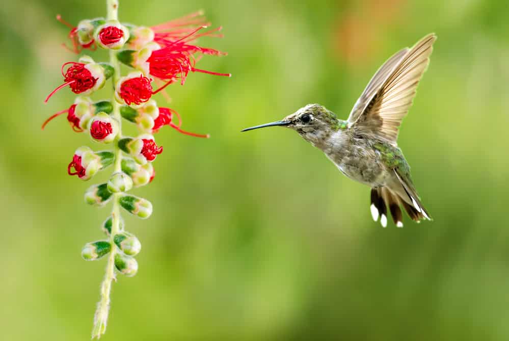 Hummingbird flying to flower, green background