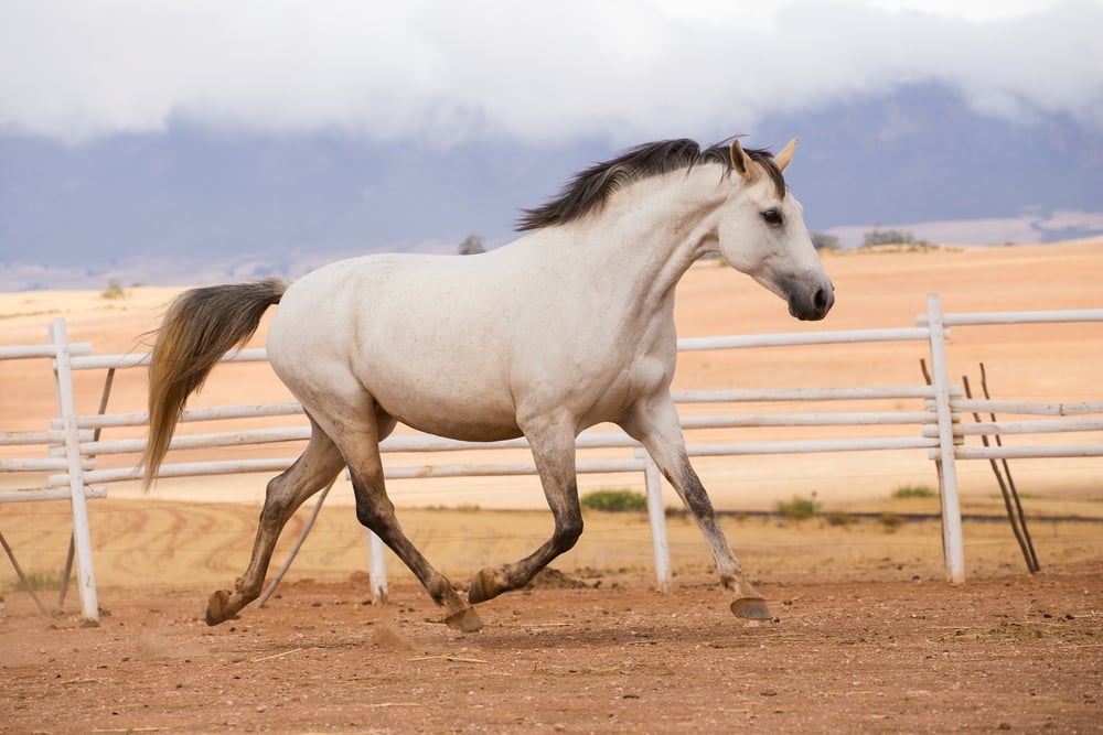 white horse trotting outdoors, mountains in background