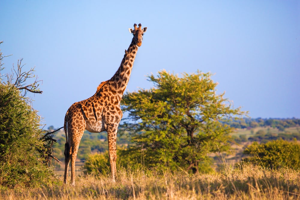 Giraffe on the savanna