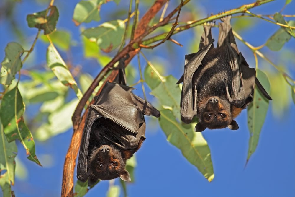 Black flying-fox bats