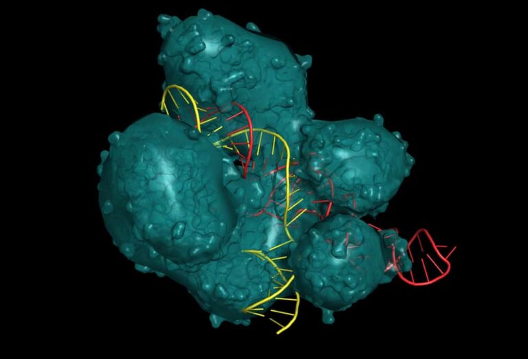 CRISPR/Cas9 System for Editing