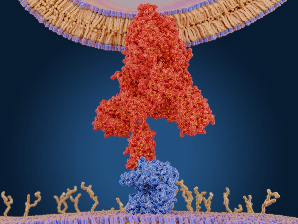 Coronavirus spike protein bound to ACE2 on a human cell