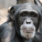 Portrait of chimpanzee
