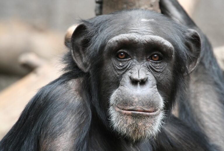 Portrait of chimpanzee