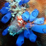 blue sea squirts in the ocean
