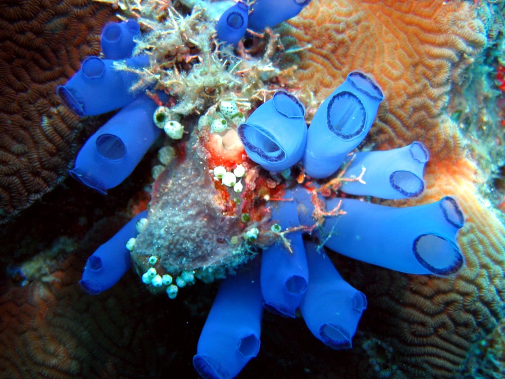 blue sea squirts in the ocean