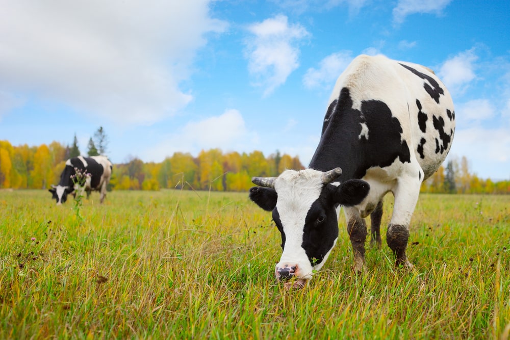 cow in meadow eating grass, blue sky