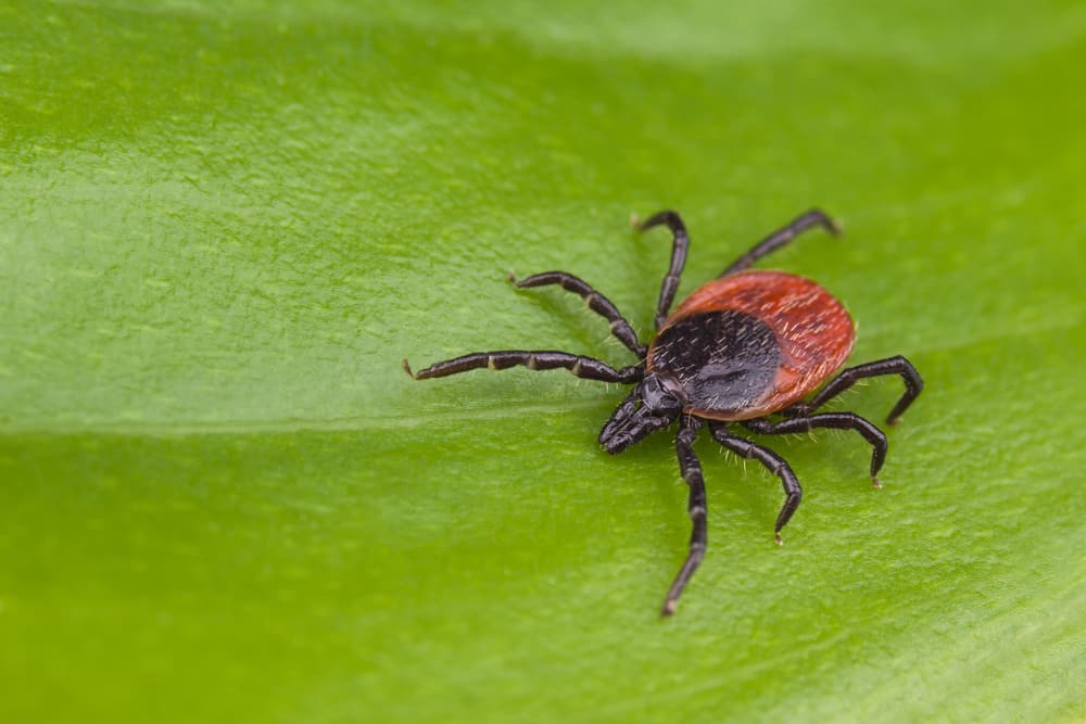 deer tick on leaf