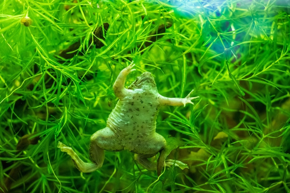 Close-up of African clawed frog in a tank