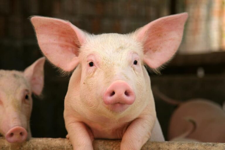 Cute pig leaning over a railing