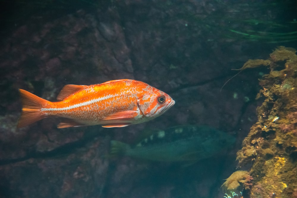 Juvenile yelloweye rockfish