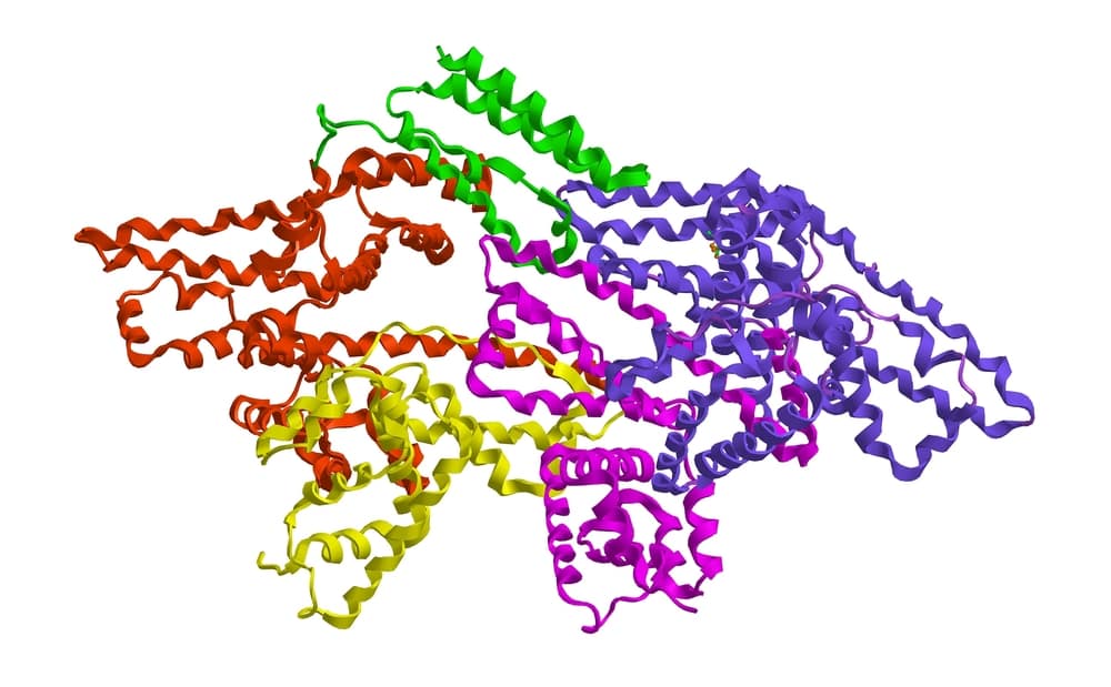 molecular structure of bovine serum albumin