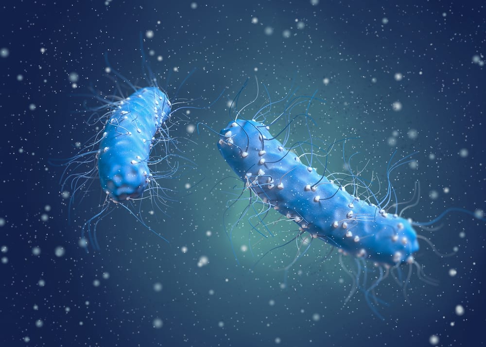 Pathogenic bacteria Escherichia Coli