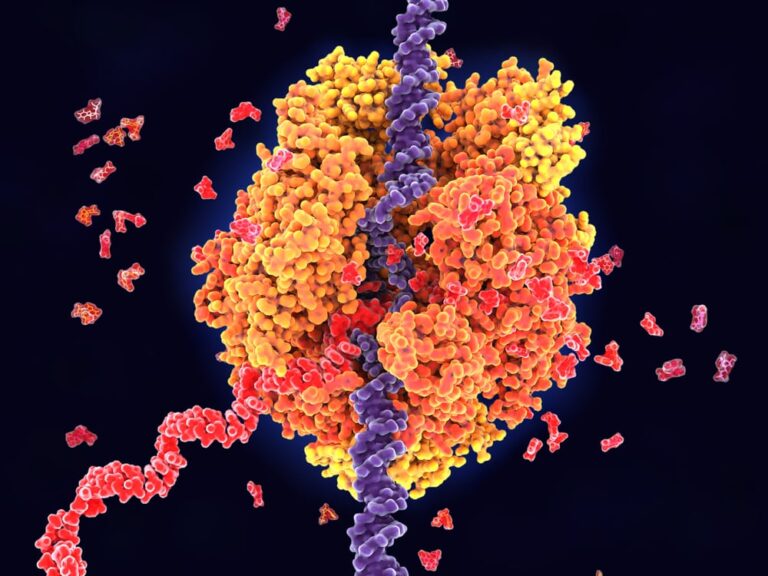 RNA polymerase graphic illustration