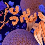 Pathological phosphorylation (yellow) of Tau proteins (red-orange) leads to disintegration of microtubuli in the neuron axon an aggregation of the tau proteins