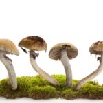 Psilocybin mushrooms isolated on white background on moss