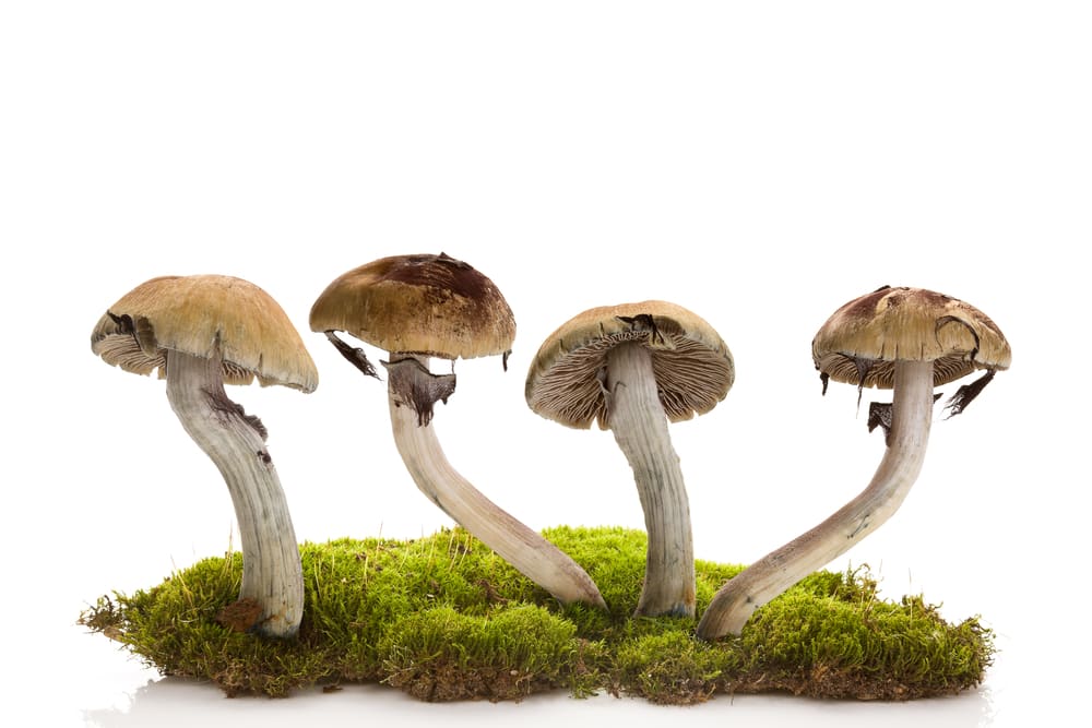 Psilocybin mushrooms isolated on white background on moss