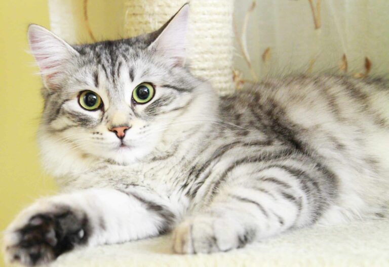 portrait of adult female cat reclining