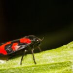 Red and black froghopper on green plant