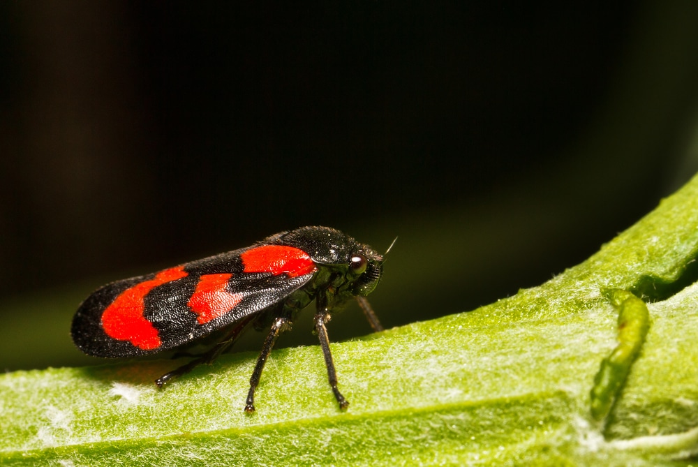 Red and black froghopper on green plant