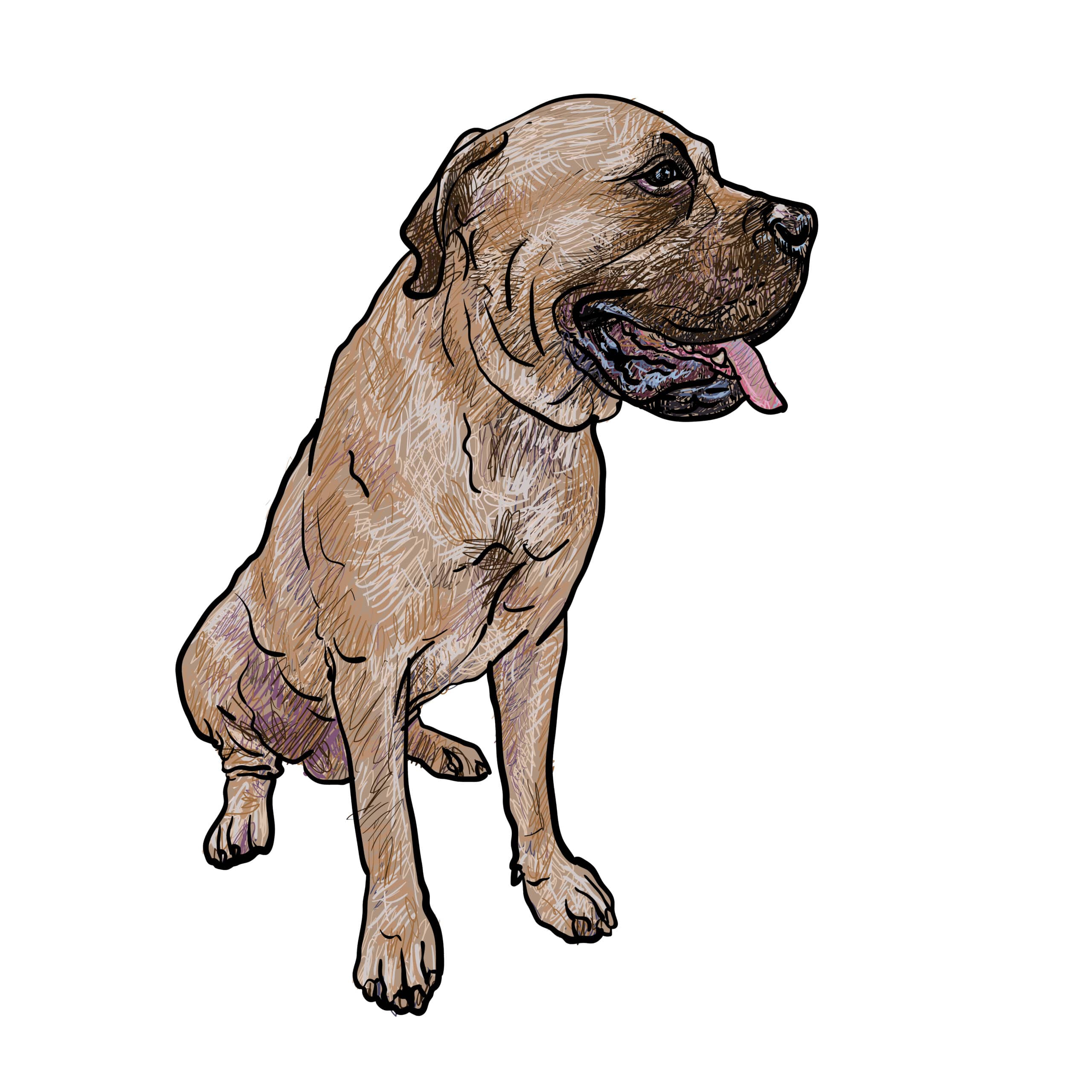 illustration of english mastiff dog sitting