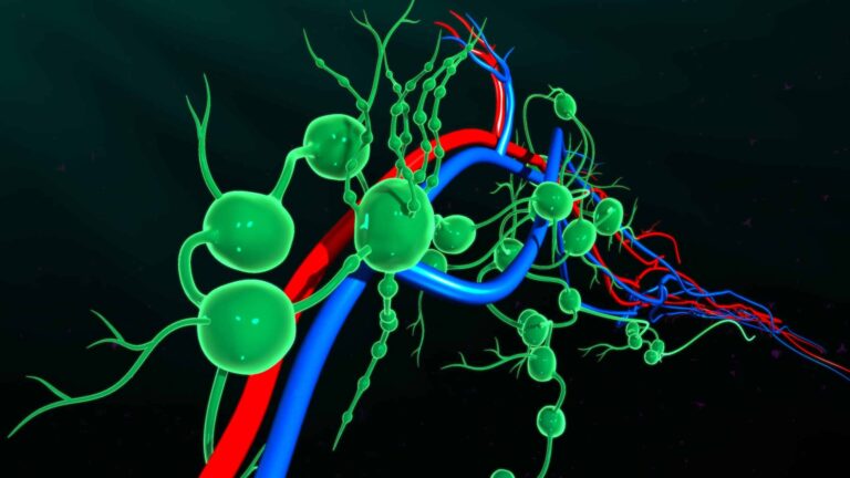 graphic of lymph nodes in organism