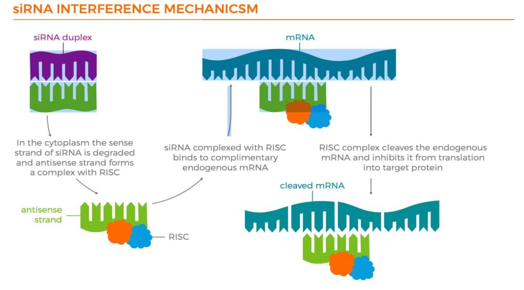 siRNA