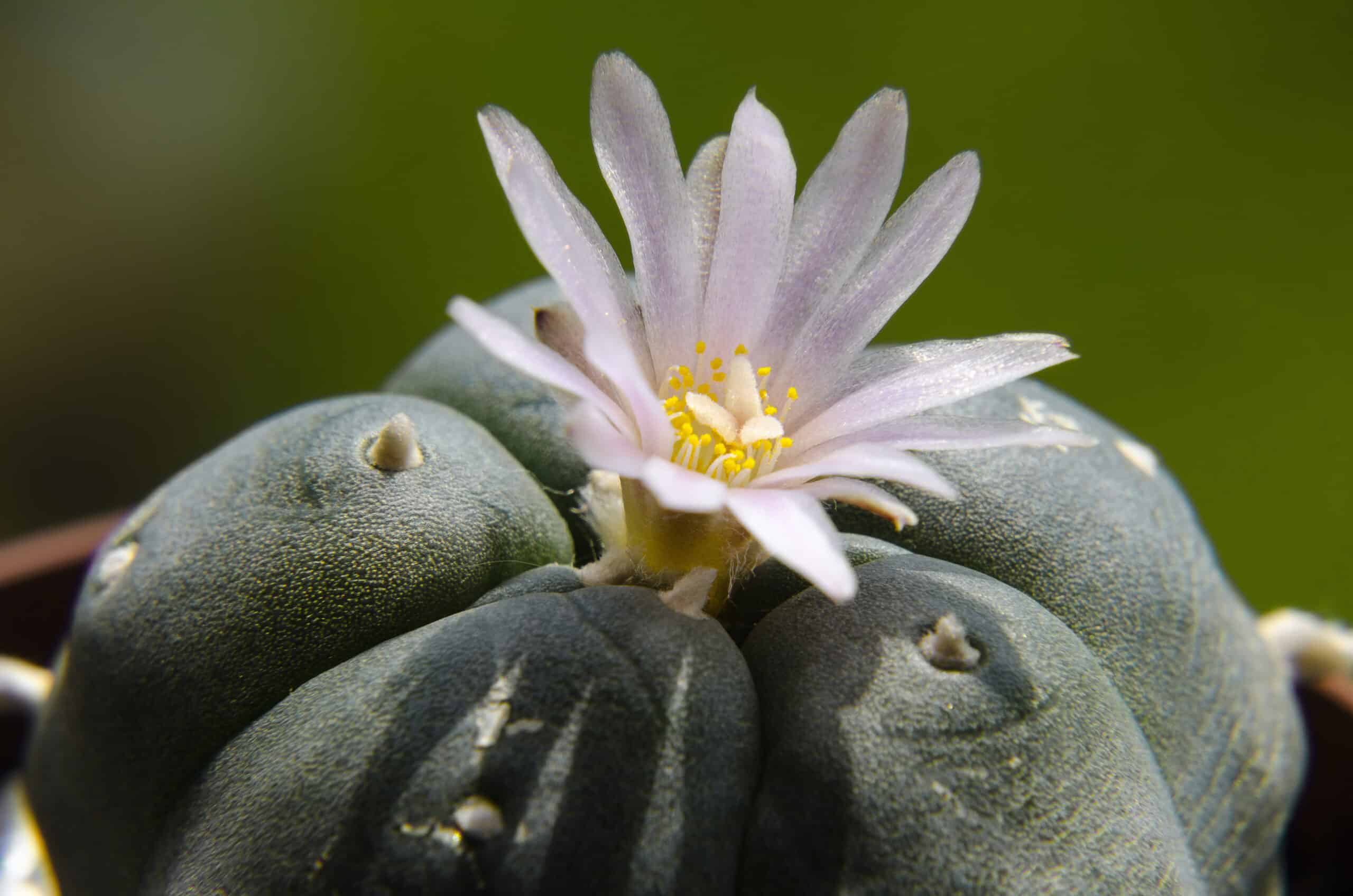 peyote cactus close-up