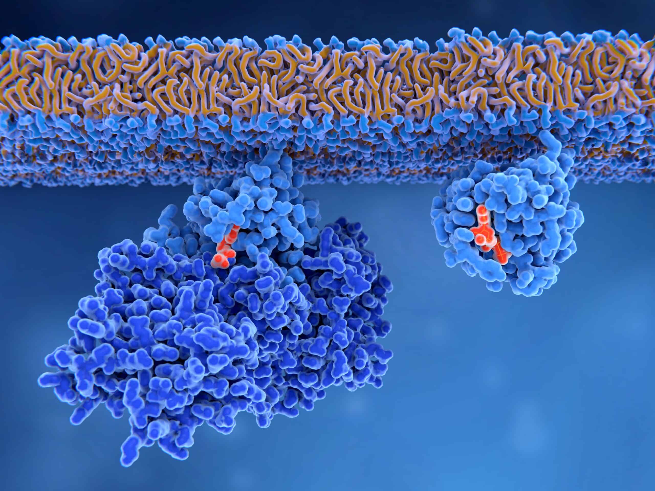 Activation of a RAS protein