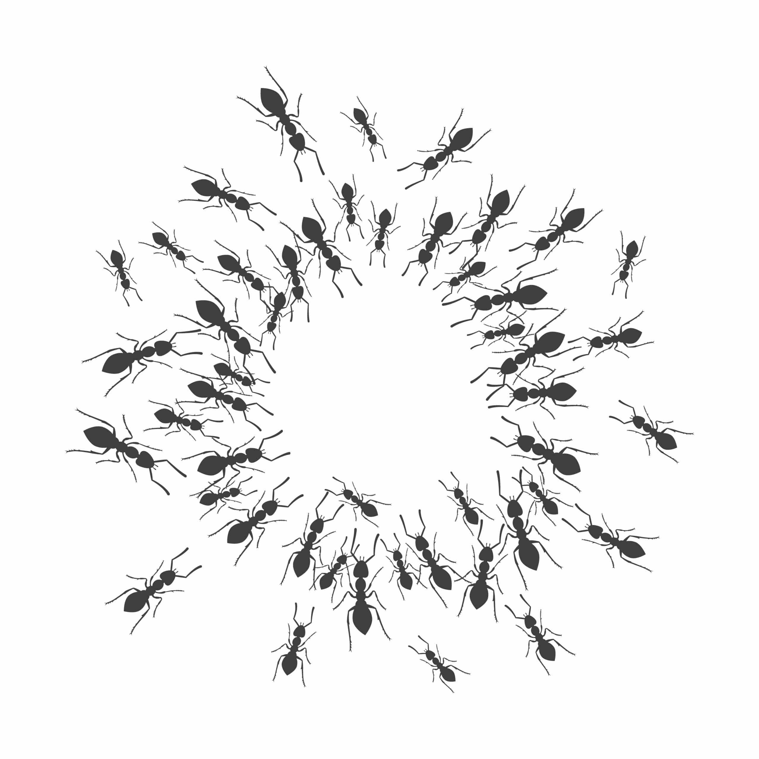 Illustration of ants gathering in a circle