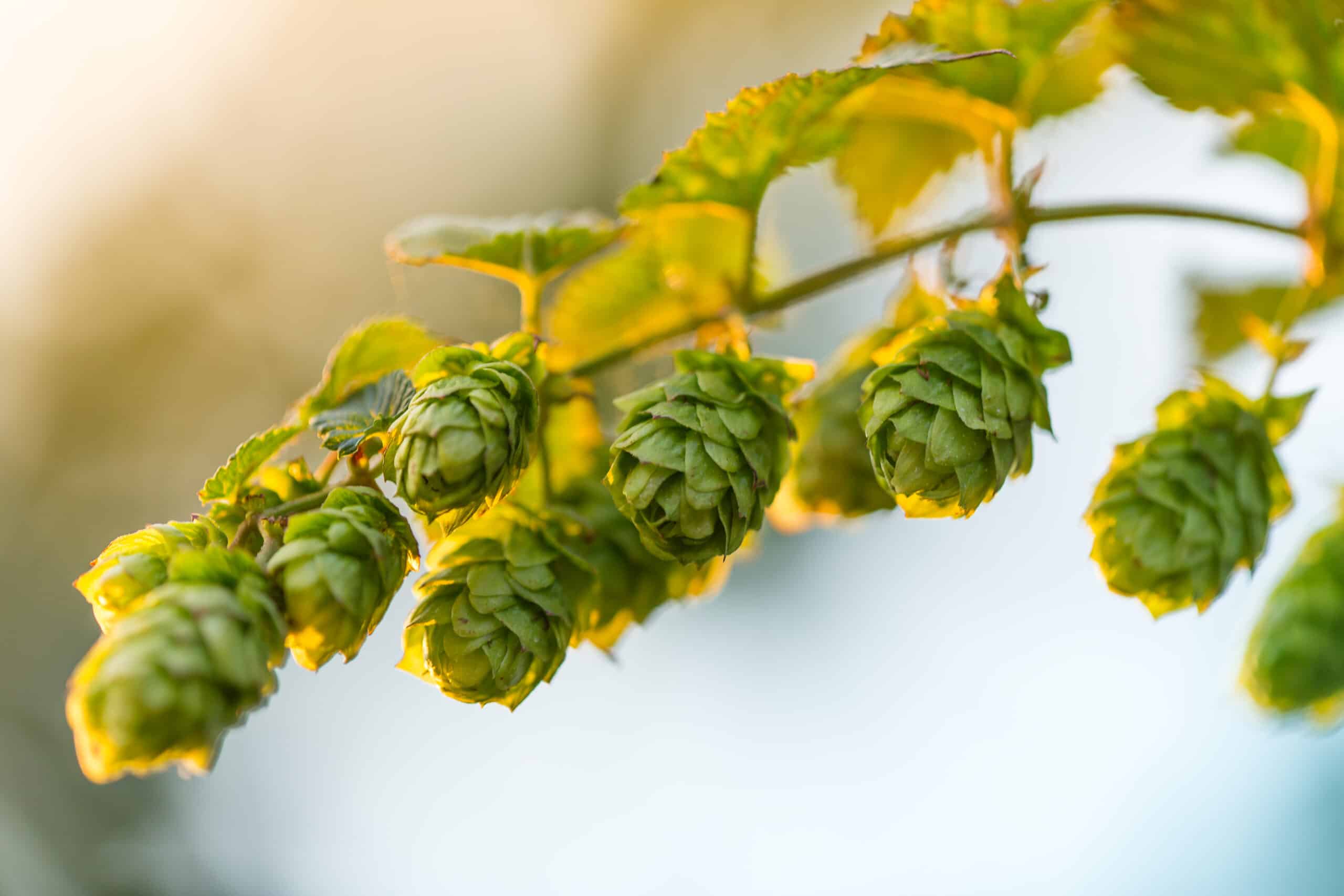 hops in beautiful morning light