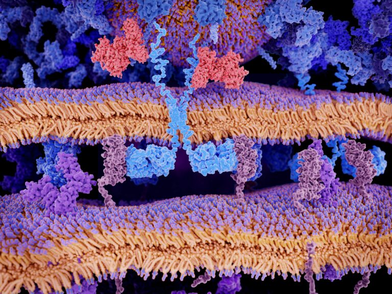 Engineered receptors on the surface of a T-lymphocyte bind specifically to CD19-antigen molecules on a leukemia cell, which activates a signal cascade in the T-cell 2