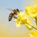 honeybee flying up to yellow flower