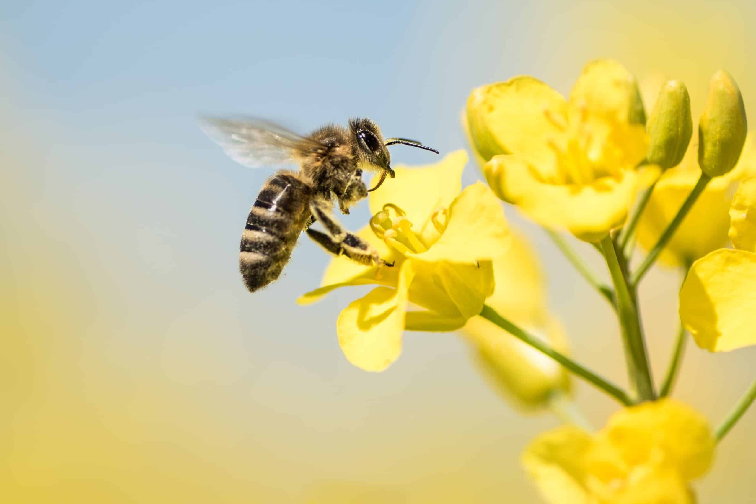 honeybee flying up to yellow flower